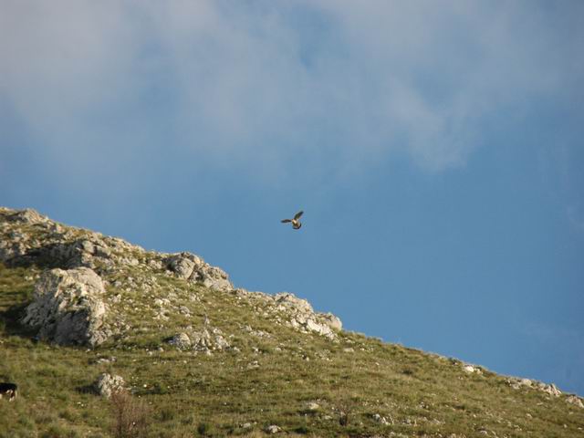 quasi certamente Gheppio (Falco tinnunculus)